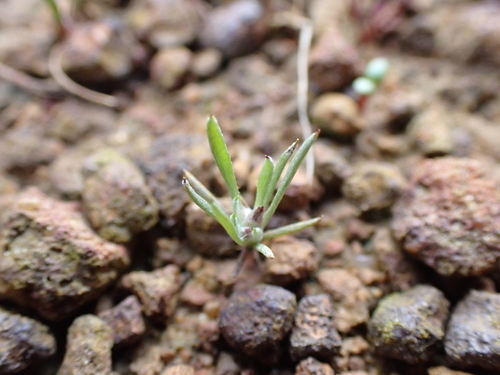 tiny cudweed (Gnaphalium indutum)
