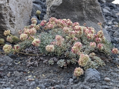 Eriogonum ovalifolium