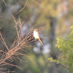 Myiarchus cinerascens