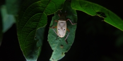 Probergrothius nigricornis