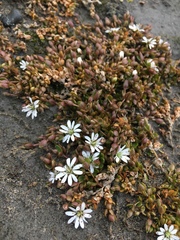Stellaria humifusa