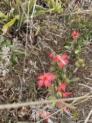 Silene laciniata
