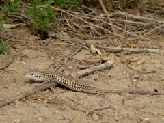 Aspidoscelis neotesselatus