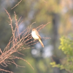 Myiarchus cinerascens