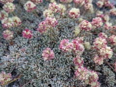 Eriogonum ovalifolium