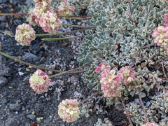 Eriogonum ovalifolium