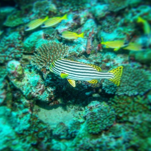Plectorhinchus vittatus