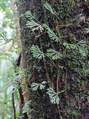 Elaphoglossum peltatum