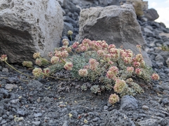 Eriogonum ovalifolium