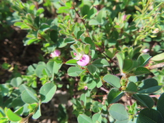 Kummerowia stipulacea