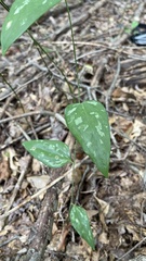 Smilax glauca