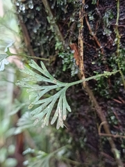Elaphoglossum peltatum