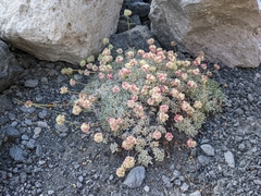 Eriogonum ovalifolium