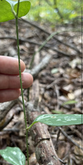 Smilax glauca
