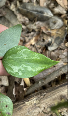 Smilax glauca