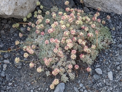 Eriogonum ovalifolium