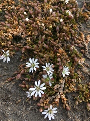 Stellaria humifusa