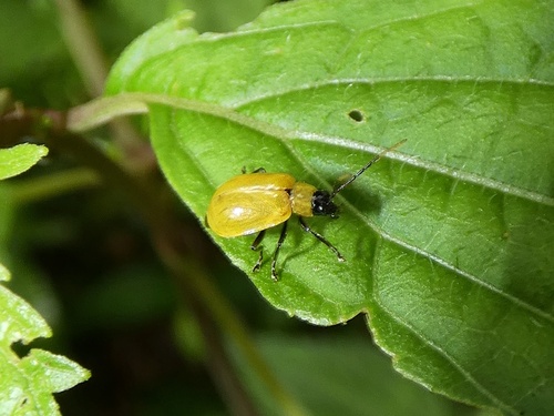 Isotes uniformis · iNaturalist Canada