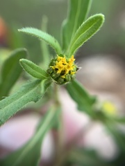 Melampodium strigosum