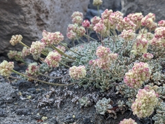 Eriogonum ovalifolium