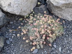 Eriogonum ovalifolium