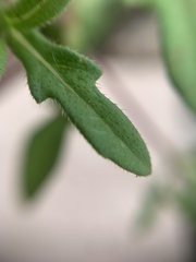 Melampodium strigosum