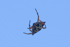 Austracantha minax