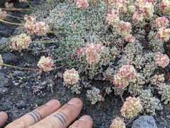 Eriogonum ovalifolium