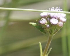 Rhynchomitra recurva