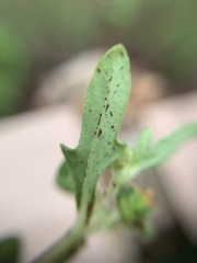 Melampodium strigosum