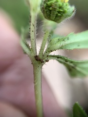 Melampodium strigosum