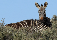Equus zebra zebra
