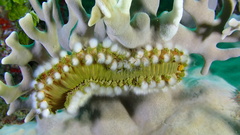 Hermodice carunculata