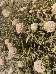 Monardella odoratissima