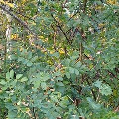 Caragana arborescens