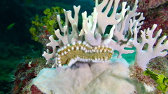 Hermodice carunculata