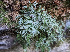 Asplenium montanum