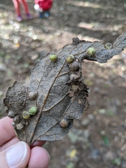 Pachypsylla