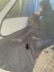 Penthetria heteroptera