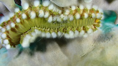 Hermodice carunculata