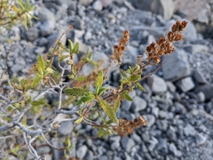 Chamaebatiaria millefolium