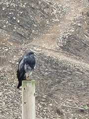 Geranoaetus melanoleucus