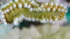 Hermodice carunculata