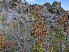 Chamaebatiaria millefolium
