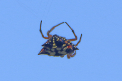 Austracantha minax