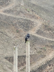 Geranoaetus melanoleucus