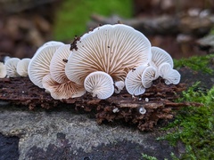 Crepidotus vulgaris