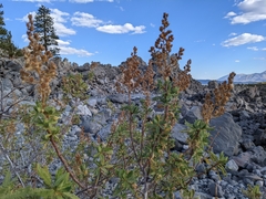 Chamaebatiaria millefolium