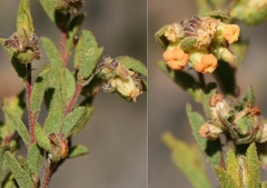 Hermannia salviifolia