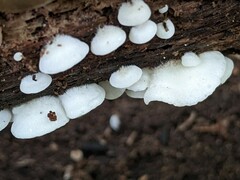 Crepidotus vulgaris